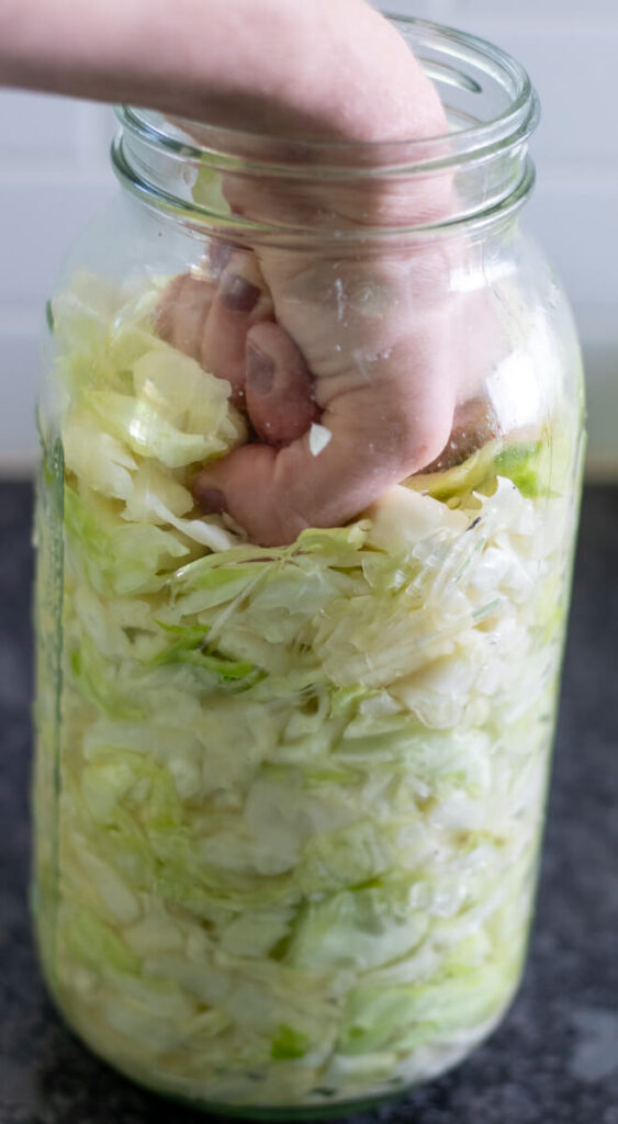 punching down cabbage beneath brine 