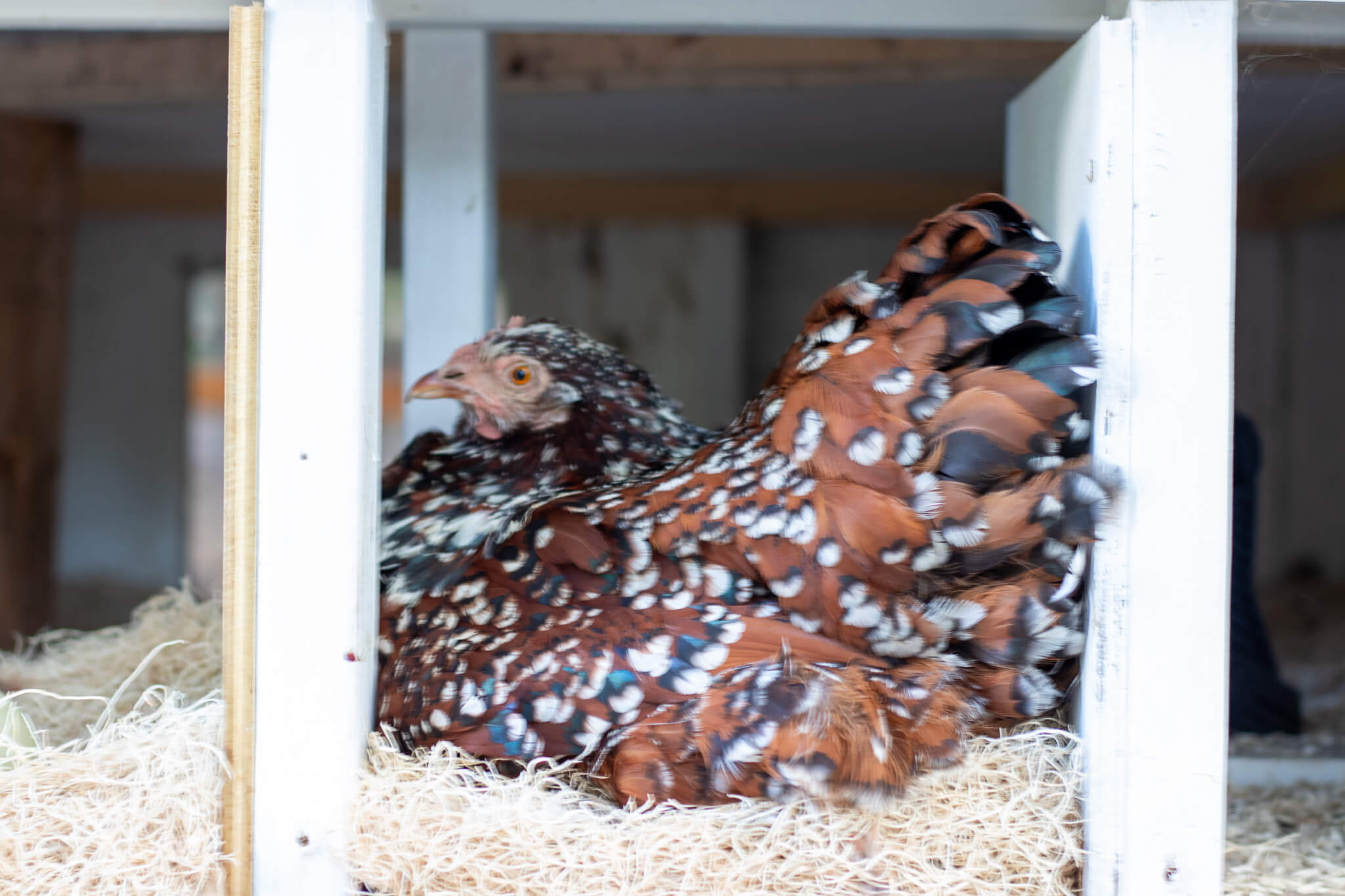 jubilee orpington chicken sitting in a nesting box