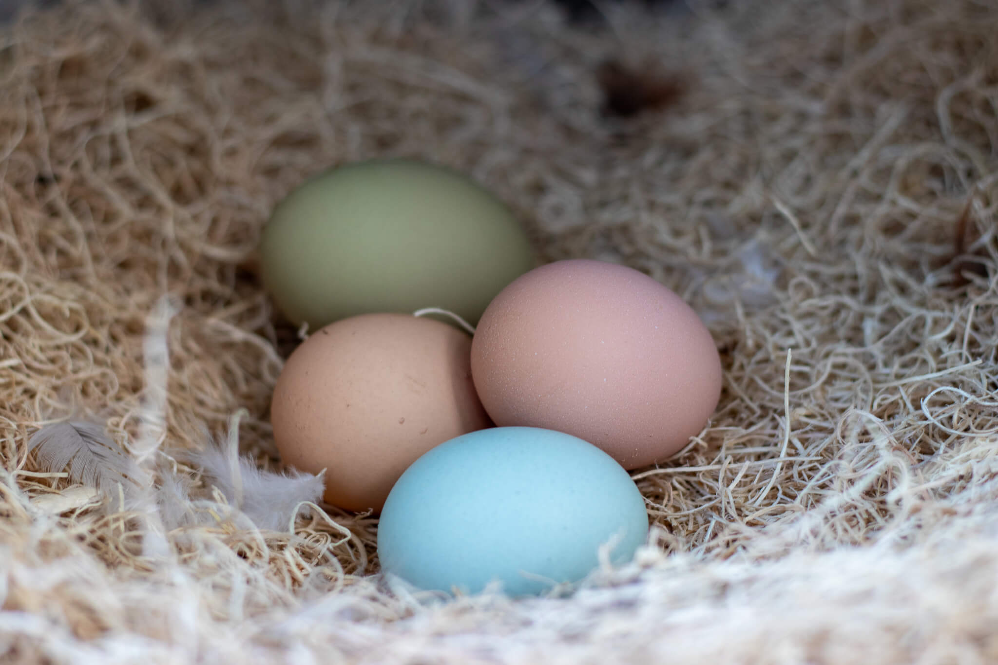 eggs in a nesting box