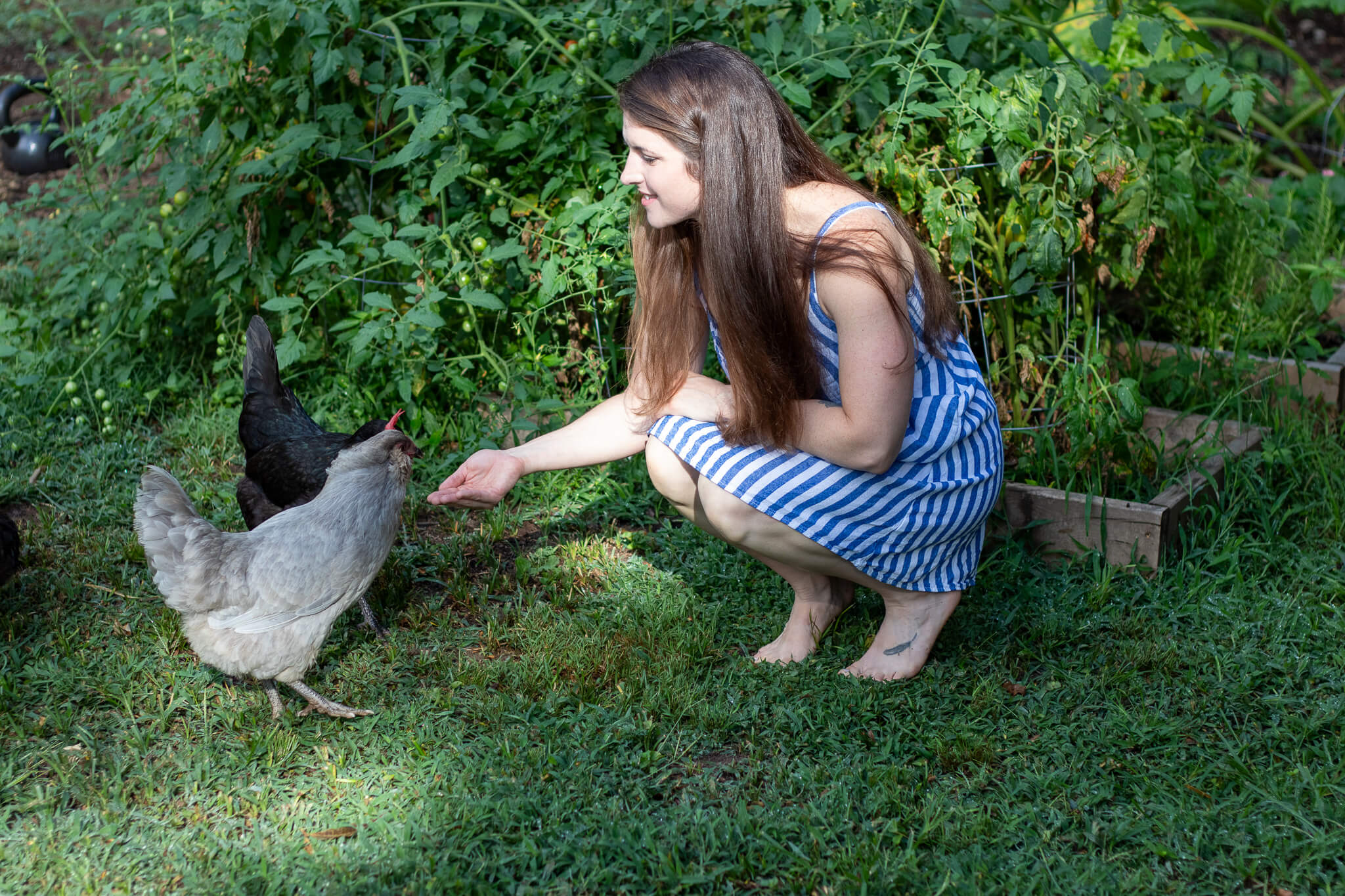 woman feeding chickens